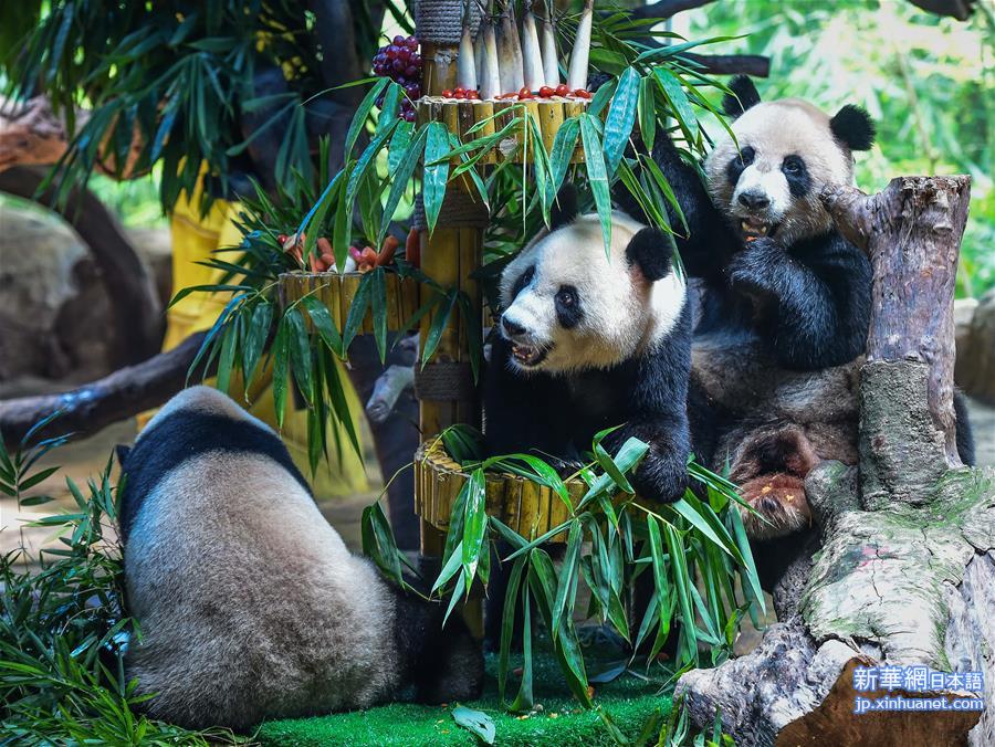（社会）（1）两胎五只大熊猫 广州创国宝繁育新记录