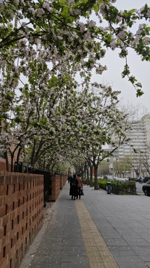 北京の街角。（4月3日、撮影 趙雯博）