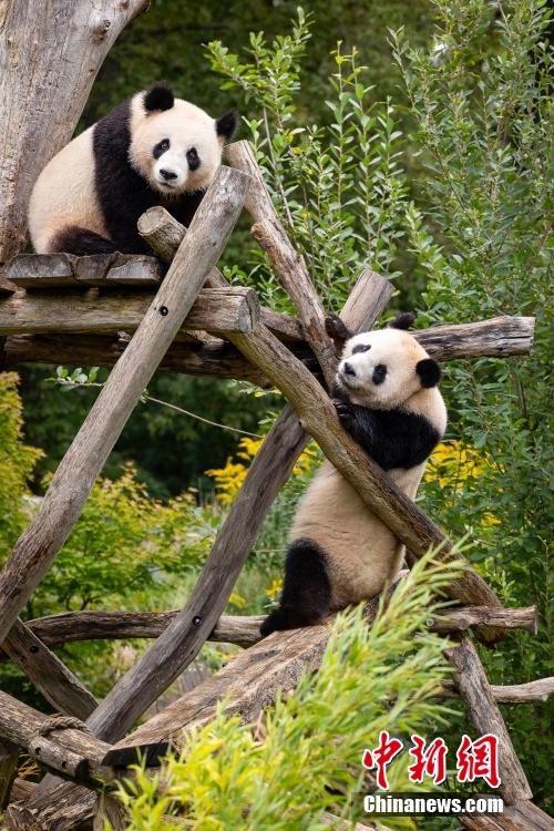 ドイツで飼育されている双子パンダ「夢想」と「夢円」が4歳に