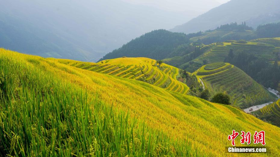世界の重要な農業文化遺産「龍脊棚田」が観光ベストシーズンに
