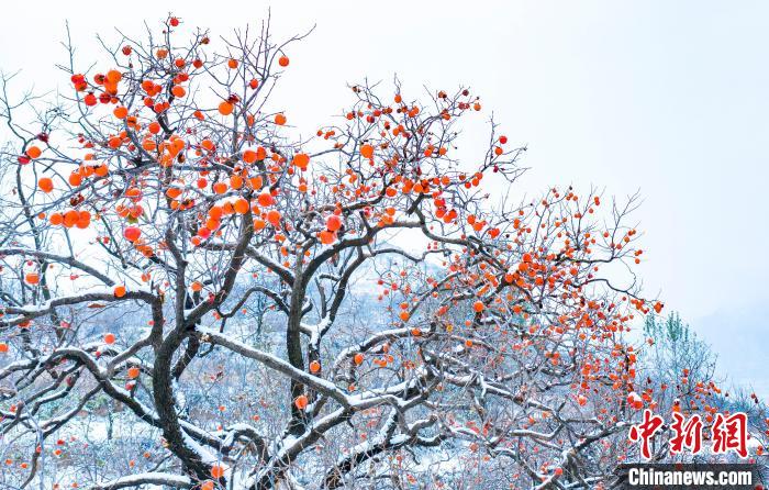 熟れた柿の実と雪の美しいコラボ　山西省左権県