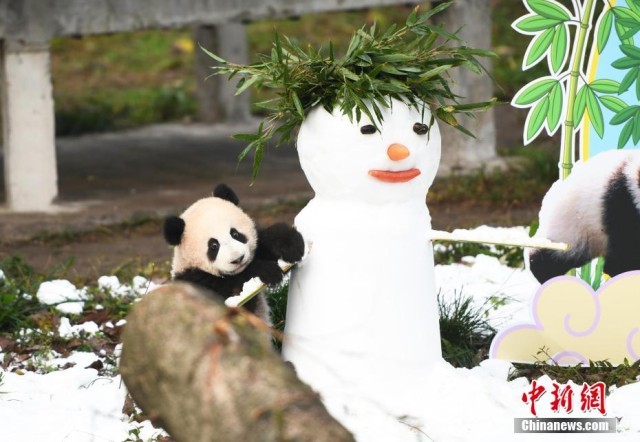 生後半年の赤ちゃんパンダの名前が決定　重慶動物園