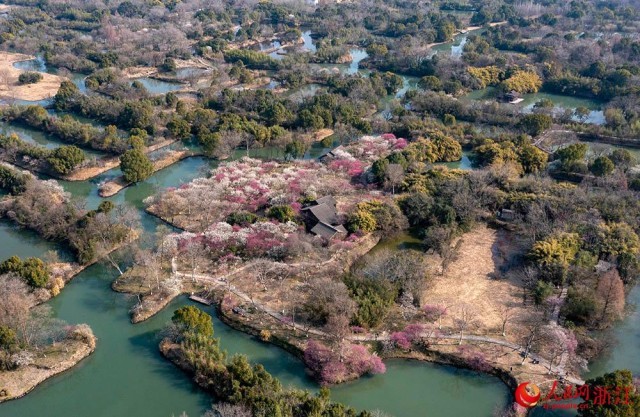 曲水と満開の梅を愛でる早春の西渓湿地　浙江省杭州