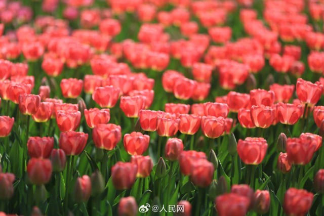 春到来！上海で色とりどりのチューリップが咲き誇る